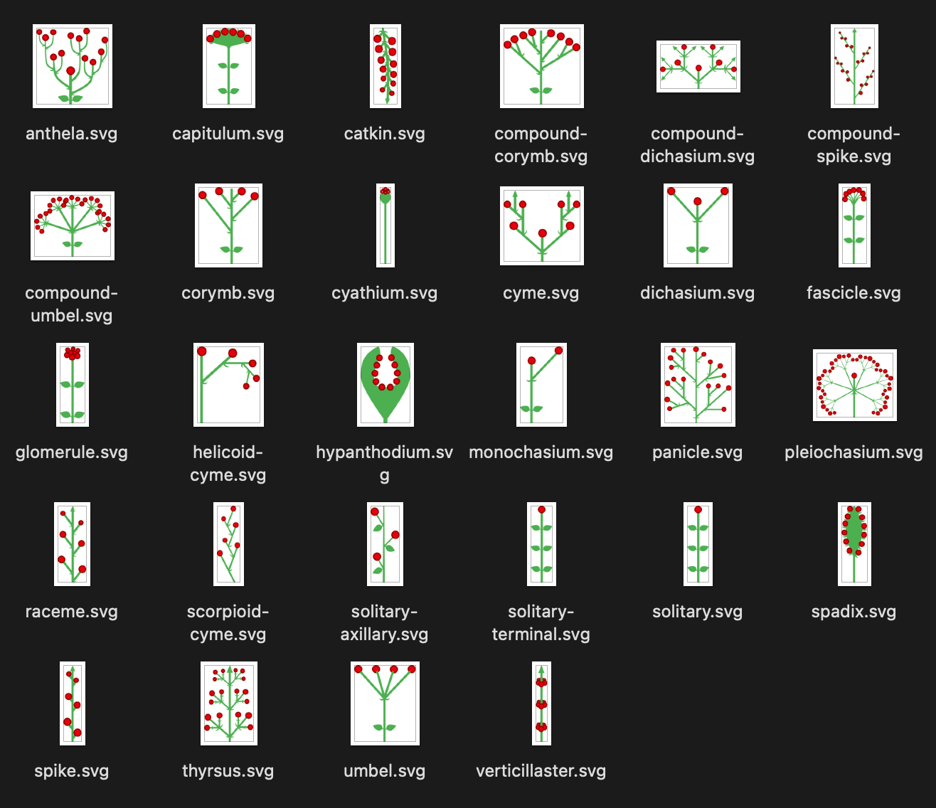 Several inflorescences shown to the user
