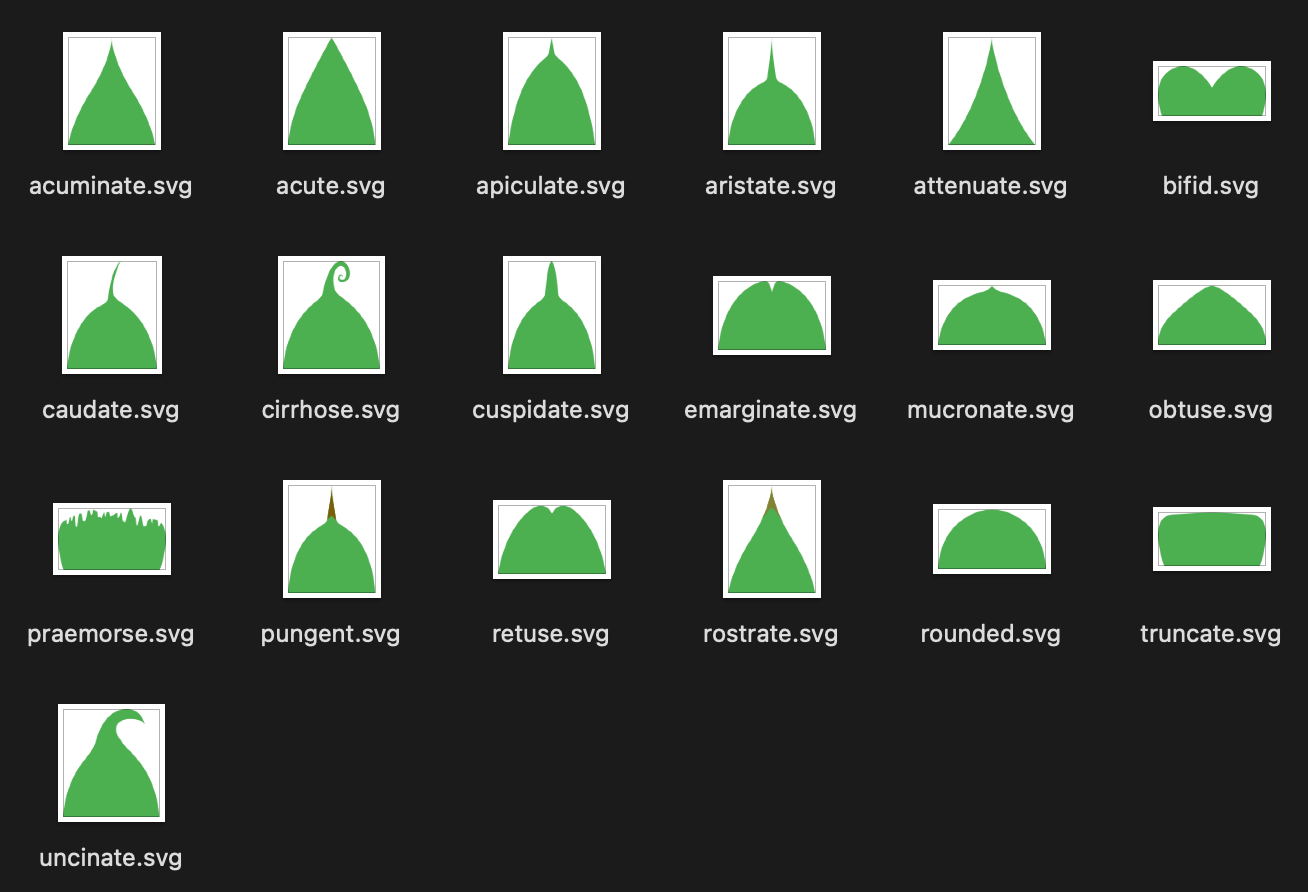 Several leaf tips shown to the user